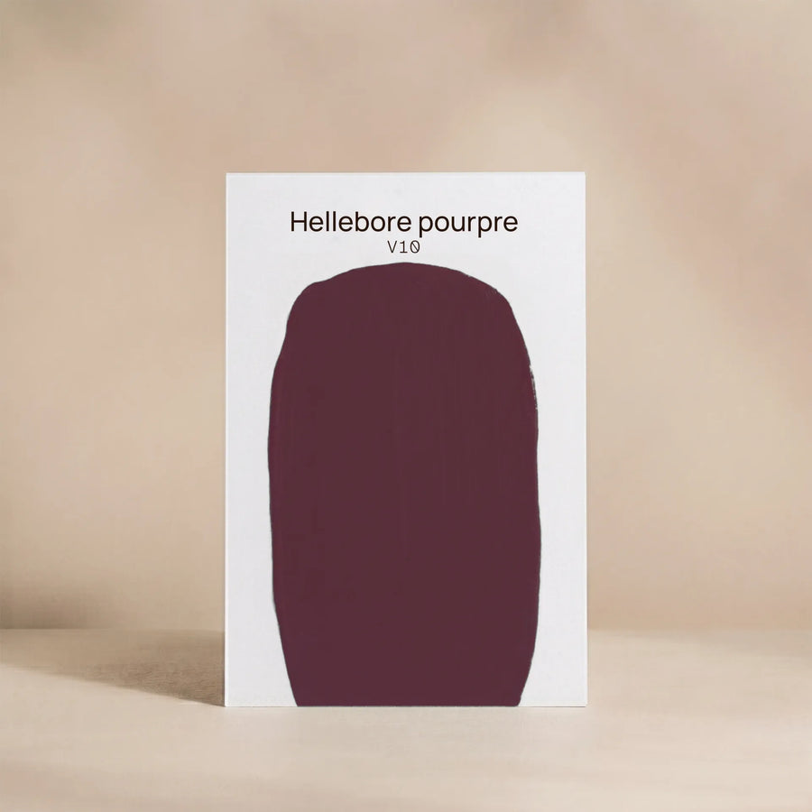 HELLEBORE POURPRE
